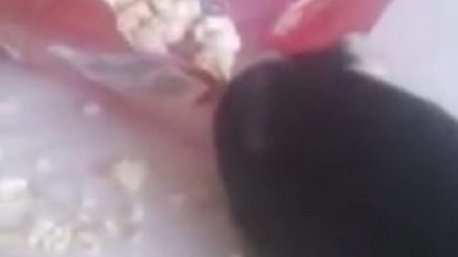 Guinea Pig went nuts after diving inside the packet of popcorn