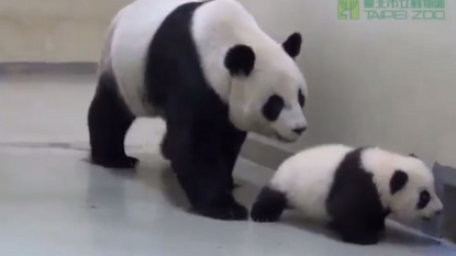 Hilarious video of baby panda, whose mother puts him back to the bed