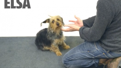 Magician confused the dogs by disappearing their snacks in front of them