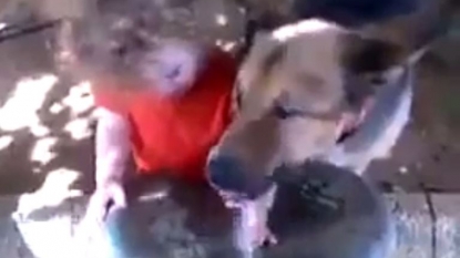 Thirsty dog is not letting kid to drink water from the fountain