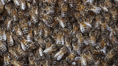 Thousands of bees attacked on a lady after she entered in their area