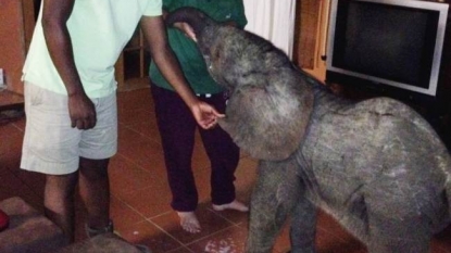 A baby elephant came to a woman’s living room to have some rest