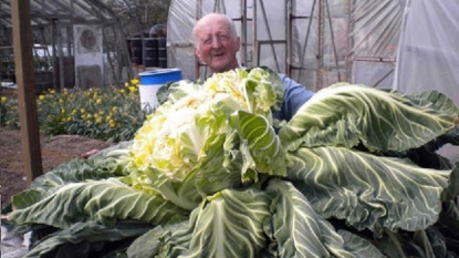 A cauliflower that weights around 28 KG