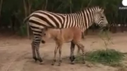 A ‘zonkey’ was born naturally in the zoo of Mexico