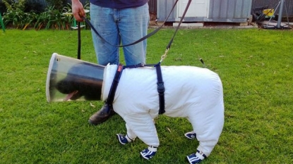 Beekeeper designed an amazing dress for his dog that avoid him getting stung