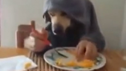 Dog can also eats like a humans using forks