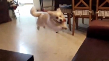 Dog failed while attempting in super-jump to the sofa