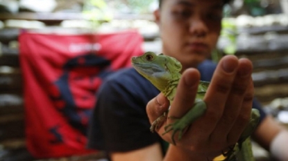 Enjoy your coffee with some amazing creatures such that lizards and snakes