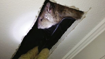 Giant Rat, of size similar to a cat, found in attic of home by pest control