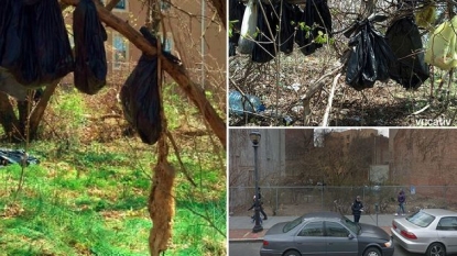 More than 30 dead cats, discovered hanging from a tree in plastic bags