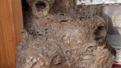 The scariest hornet’s nest ever seen