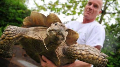 Tortoise grown so big that he had to move from his home