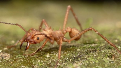 Villagers tied two thieves in act of revenge to a tree crawling with deadly ants