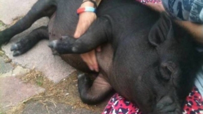 Woman sent her pet pig to school but it was slaughtered at an abattoir