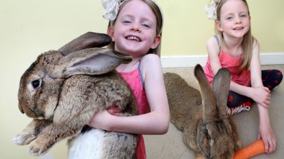 World’s biggest rabbit eats food worth $4100 each year