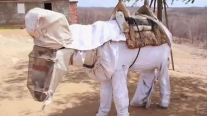 World’s first ‘working’ donkey got his new suit