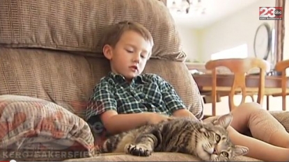 A cat saved a four-year-old boy from a dog in a heroic act