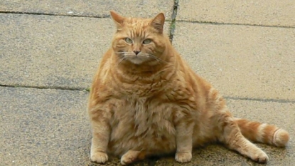 A cat urgently needs of responsible owner who help him in losing weight