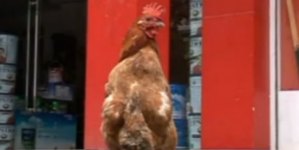 A chicken that walks like a penguin, has become center of attraction