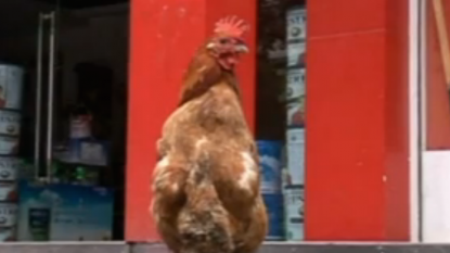 A chicken that walks like a penguin, has become center of attraction