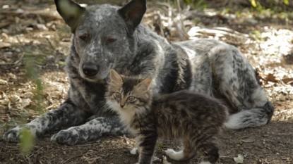 A dog and cat loves to cheer together, play together and live together