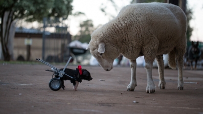 A small piglet received a new legs after his mother accidentally fallen on him