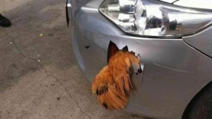 Car got broken after hitting an live chicken whereas chicken left with no damage