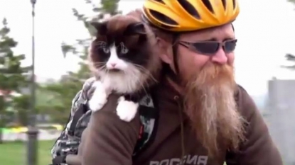 Fat Russian cat lost 2 KG of her weight only by going for cycling with her owner