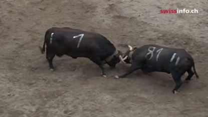 Fighting cows has become the new craze in Switzerland