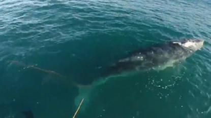 Fisherman dived into sea to free the whale that got hooked by mistakenly