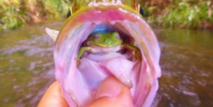 Fisherman found a live frog inside the throat of a fish