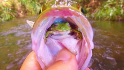 Fisherman found a live frog inside the throat of a fish