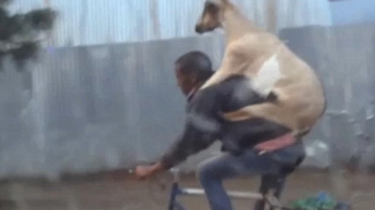 Goat travelling on the back of his owner cyclist