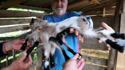 Miracle goat born with eight legs