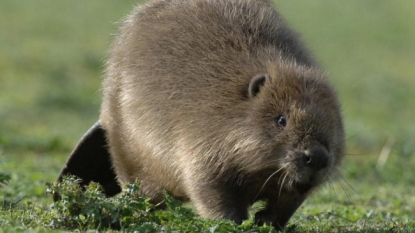 Police closed the road after a beaver chased a man on it