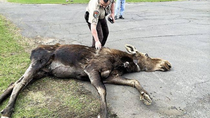 Policeman helped a moose who had fallen asleep on road