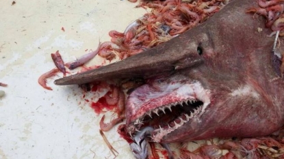 The rare goblin shark got caught in Florida by a fisherman