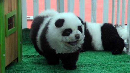 The ‘panda dog’ has become a new favorite pet in china