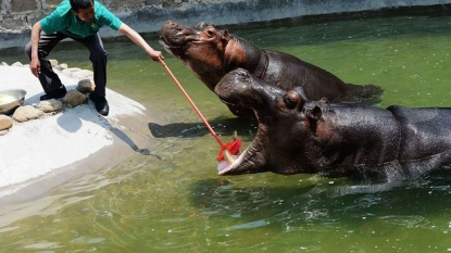 This hippo really loves dental treatment to keep his teeth in tip top condition