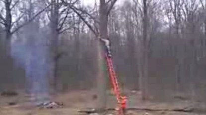 This is how trees takes their revenge