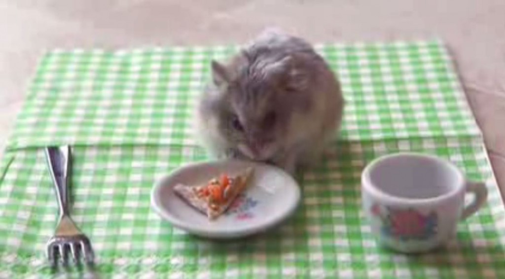 This is just a hamster who is eating ‘PIZZA’