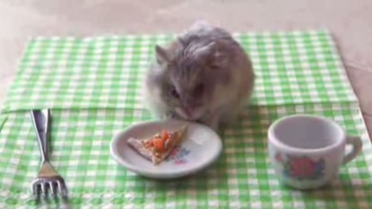 This is just a hamster who is eating ‘PIZZA’