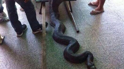 This is just a python, who have eaten a wok