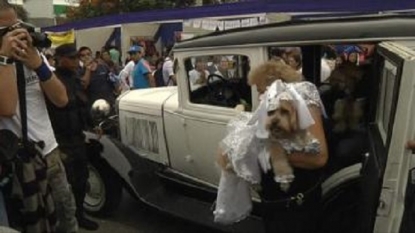 Twenty pair of dogs tied the knot in mass wedding