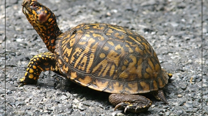 Turtle found half a mile away after escaping from home