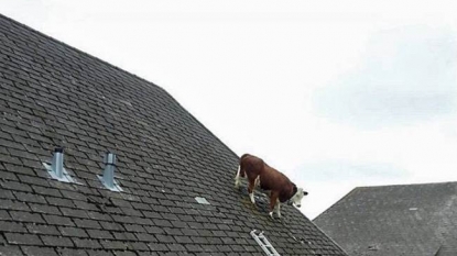 A cow got stuck on the roof of owner’s home in Switzerland