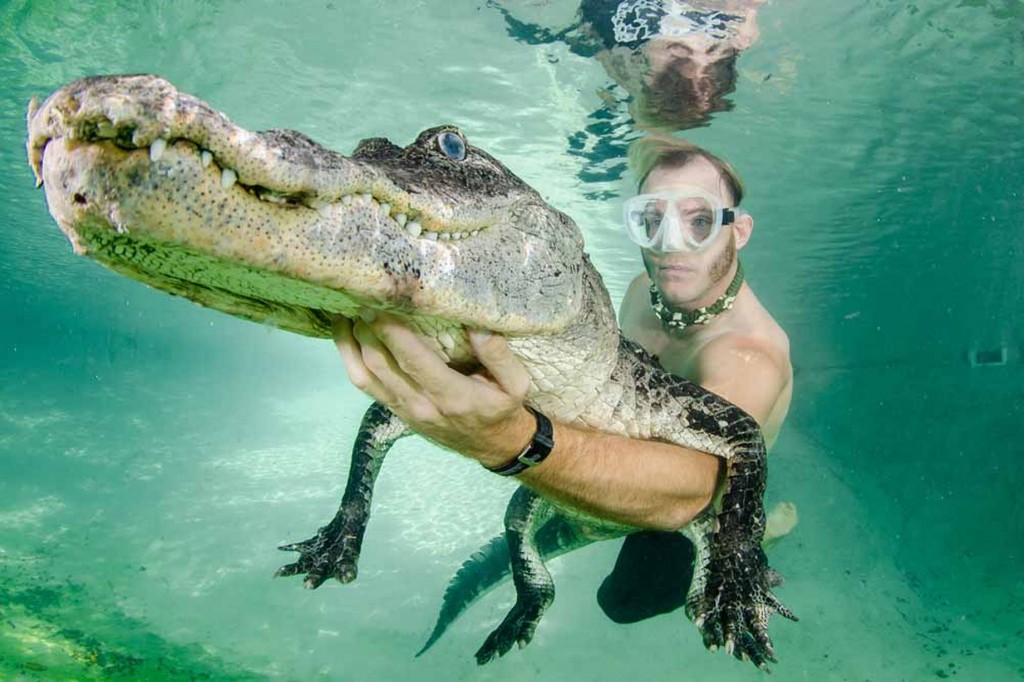 A daredevil man who swims with alligators just like friends