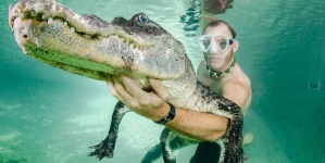 A daredevil man who swims with alligators just like friends