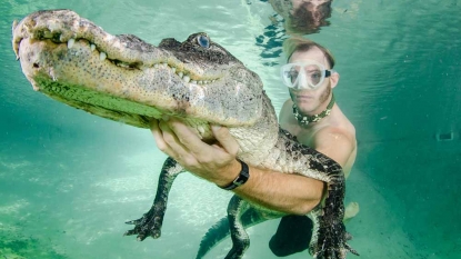 A daredevil man who swims with alligators just like friends