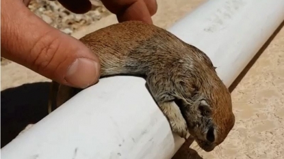 A pool guy saved a drowned squirrel in a heroic act